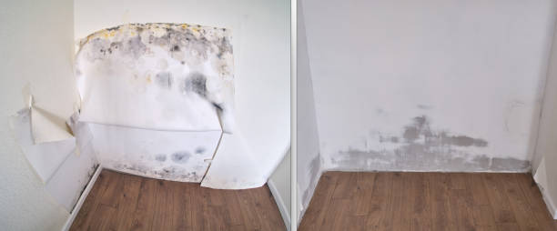 Best Affordable Mold Removal  in Monument, CO